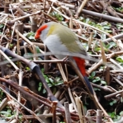 Neochmia temporalis (Red-browed Finch) at Paddys River, ACT - 7 Sep 2019 by Cricket