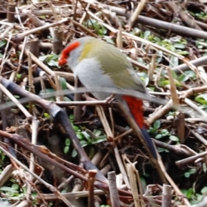 Neochmia temporalis at Paddys River, ACT - 7 Sep 2019