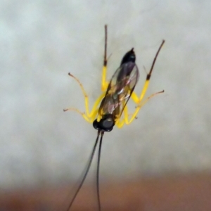 Hyposoter bombycivorus at Aranda, ACT - 23 Nov 2014