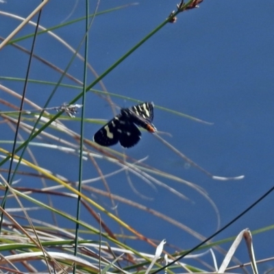 Phalaenoides tristifica (Willow-herb Day-moth) at Gungahlin, ACT - 13 Sep 2019 by RodDeb