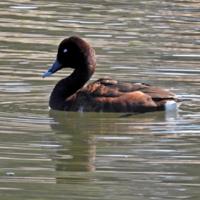 Aythya australis (Hardhead) at Gungahlin, ACT - 13 Sep 2019 by RodDeb