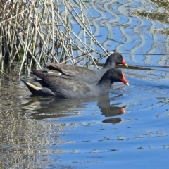 Gallinula tenebrosa (Dusky Moorhen) at Gungahlin, ACT - 13 Sep 2019 by RodDeb