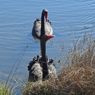 Cygnus atratus (Black Swan) at Gungahlin, ACT - 13 Sep 2019 by RodDeb