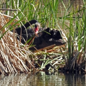 Cygnus atratus at Gungahlin, ACT - 13 Sep 2019 10:52 AM