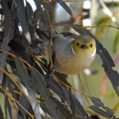 Ptilotula penicillata (White-plumed Honeyeater) at Gungahlin, ACT - 13 Sep 2019 by RodDeb