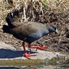 Tribonyx ventralis (Black-tailed Native-hen) at Gungahlin, ACT - 13 Sep 2019 by RodDeb