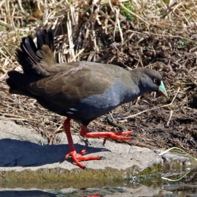 Tribonyx ventralis (Black-tailed Nativehen) at Gungahlin, ACT - 13 Sep 2019 by RodDeb