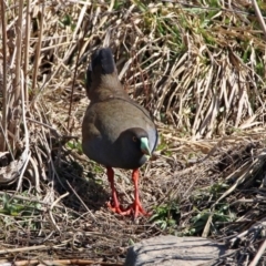 Tribonyx ventralis at Gungahlin, ACT - 13 Sep 2019