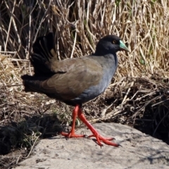 Tribonyx ventralis at Gungahlin, ACT - 13 Sep 2019