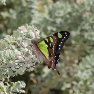 Graphium macleayanum at Acton, ACT - 13 Sep 2019