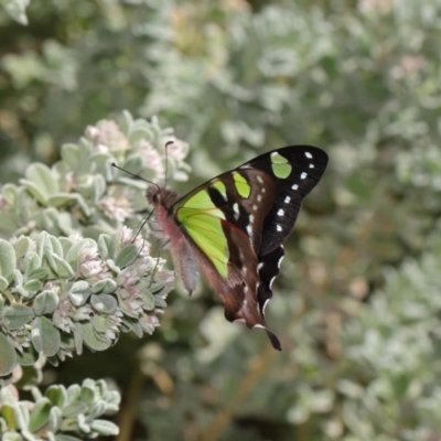 Graphium macleayanum (Macleay's Swallowtail) at ANBG - 13 Sep 2019 by TimL