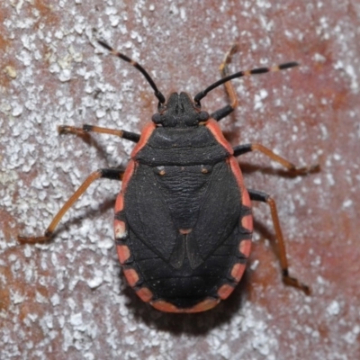 Diemenia rubromarginata (Pink-margined bug) at Acton, ACT - 12 Sep 2019 by TimL