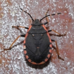 Diemenia rubromarginata (Pink-margined bug) at Acton, ACT - 12 Sep 2019 by TimL