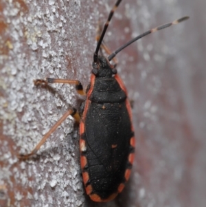 Diemenia rubromarginata at Acton, ACT - 12 Sep 2019