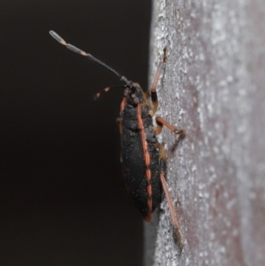 Diemenia rubromarginata at Acton, ACT - 12 Sep 2019