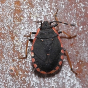 Diemenia rubromarginata at Acton, ACT - 12 Sep 2019