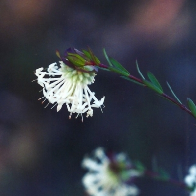 Pimelea linifolia subsp. linifolia (Queen of the Bush, Slender Rice-flower) at Tuggeranong Hill - 25 Sep 2001 by michaelb