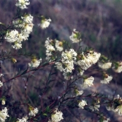 Pimelea linifolia subsp. linifolia at Theodore, ACT - 26 Sep 2001 12:00 AM