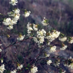 Pimelea linifolia subsp. linifolia at Theodore, ACT - 26 Sep 2001 12:00 AM