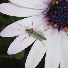 Chironomidae (family) (Non-biting Midge) at Tuggeranong Creek to Monash Grassland - 10 Sep 2019 by RodDeb