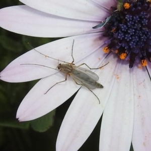 Chironomidae (family) at Isabella Plains, ACT - 10 Sep 2019 11:58 AM