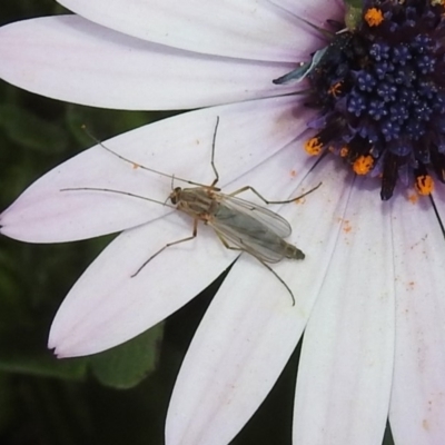 Chironomidae (family) (Non-biting Midge) at Isabella Plains, ACT - 10 Sep 2019 by RodDeb