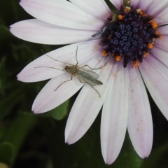 Chironomidae (family) at Isabella Plains, ACT - 10 Sep 2019 11:58 AM