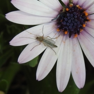 Chironomidae (family) at Isabella Plains, ACT - 10 Sep 2019