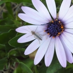 Chironomidae (family) at Isabella Plains, ACT - 10 Sep 2019 11:58 AM