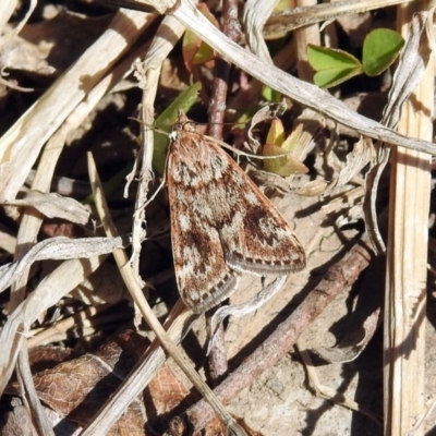 Achyra affinitalis (Cotton Web Spinner) at Isabella Plains, ACT - 10 Sep 2019 by RodDeb