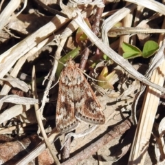 Achyra affinitalis at Isabella Plains, ACT - 10 Sep 2019 11:44 AM