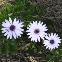 Dimorphotheca ecklonis (African Daisy) at Tuggeranong Creek to Monash Grassland - 10 Sep 2019 by RodDeb