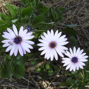 Dimorphotheca ecklonis at Isabella Plains, ACT - 10 Sep 2019