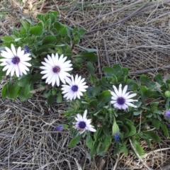 Dimorphotheca ecklonis at Isabella Plains, ACT - 10 Sep 2019