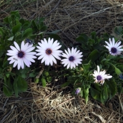 Dimorphotheca ecklonis at Isabella Plains, ACT - 10 Sep 2019