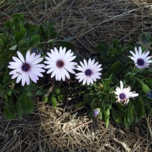 Dimorphotheca ecklonis at Isabella Plains, ACT - 10 Sep 2019