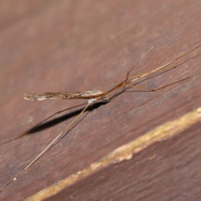 Austrolimnophila antiqua (Crane fly) at Acton, ACT - 12 Sep 2019 by TimL