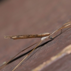 Austrolimnophila antiqua at Acton, ACT - 12 Sep 2019 11:49 AM