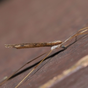 Austrolimnophila antiqua at Acton, ACT - 12 Sep 2019