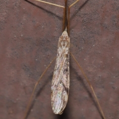 Austrolimnophila antiqua at Acton, ACT - 12 Sep 2019