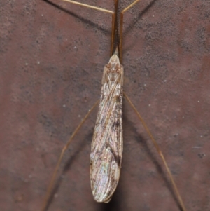 Austrolimnophila antiqua at Acton, ACT - 12 Sep 2019