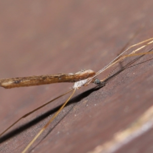 Austrolimnophila antiqua at Acton, ACT - 12 Sep 2019