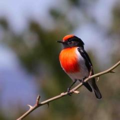 Petroica goodenovii (Red-capped Robin) at Block 402 - 11 Sep 2019 by DPRees125