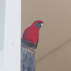 Platycercus elegans (Crimson Rosella) at Acton, ACT - 14 Sep 2019 by XingruiChen