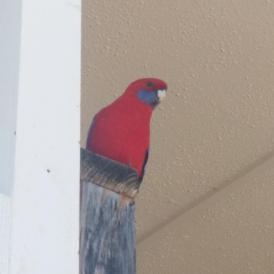 Platycercus elegans (Crimson Rosella) at Acton, ACT - 14 Sep 2019 by XingruiChen