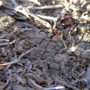 Papyrius nitidus at Yass River, NSW - 14 Sep 2019