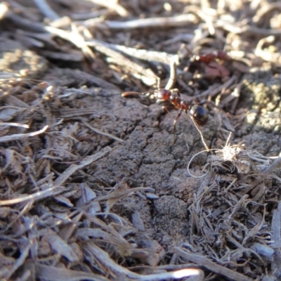 Papyrius nitidus (Shining Coconut Ant) at Yass River, NSW - 14 Sep 2019 by SenexRugosus
