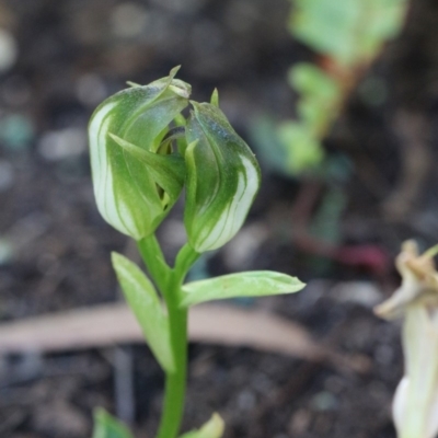 Pterostylis curta at Hackett, ACT - 14 Sep 2019 by petersan