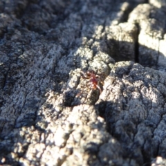 Papyrius nitidus (Shining Coconut Ant) at Yass River, NSW - 14 Sep 2019 by SenexRugosus