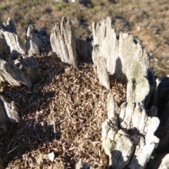 Papyrius nitidus at Yass River, NSW - suppressed